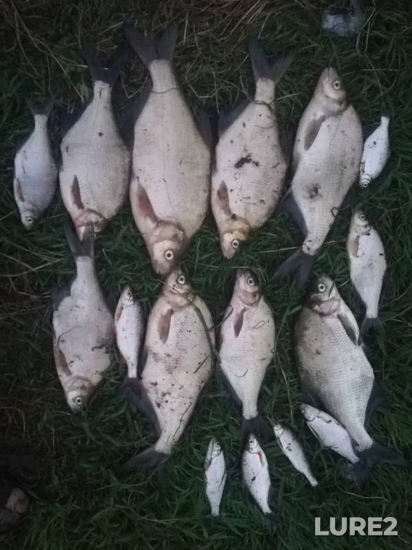 Лещ, Плотва — Днепр, 18 авг. 2018 г.