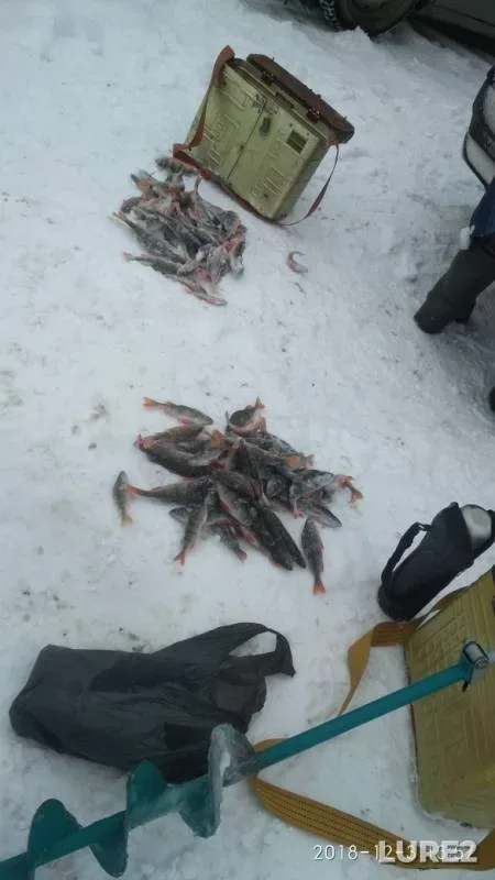 Окунь — Ржавка, 03 дек. 2018 г.