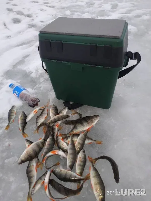 Окунь — Ржавка, 01 янв. 2019 г.