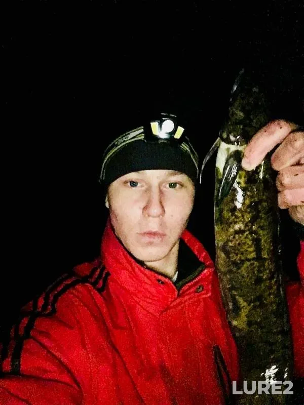 Налим