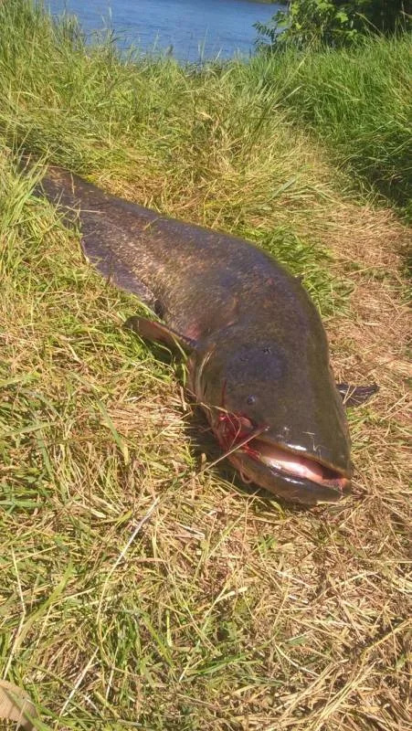 Сом