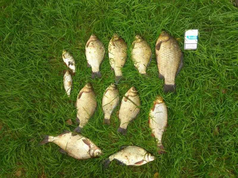Лещ, Карась