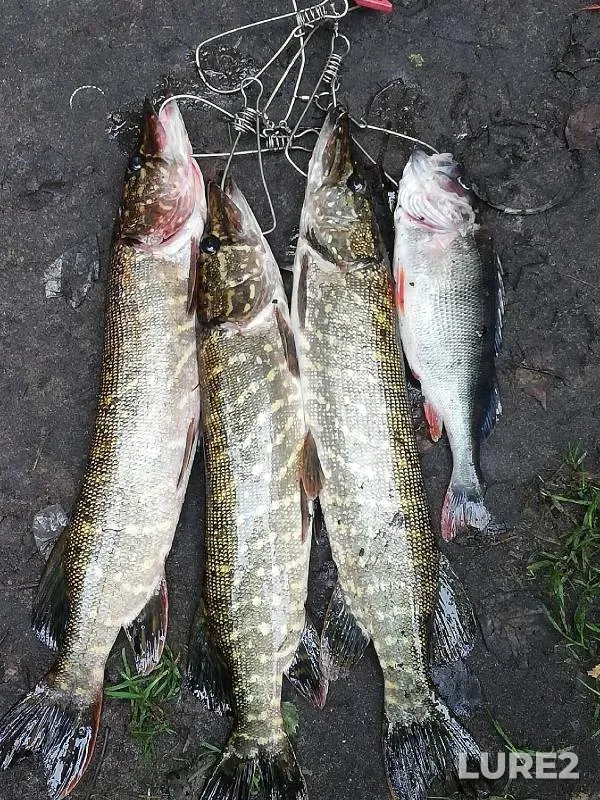 Карась