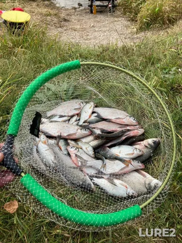 Лещ
