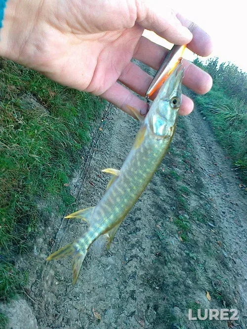 Щука