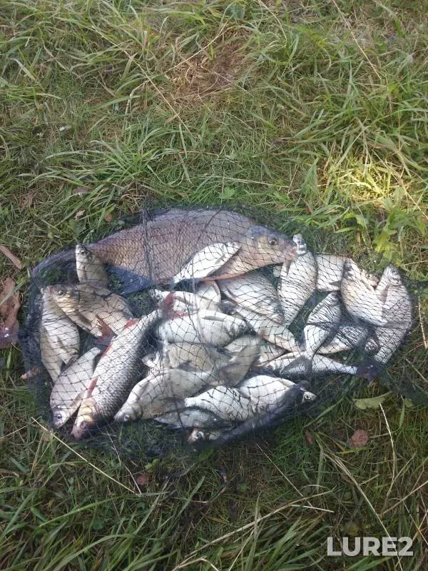 Карась