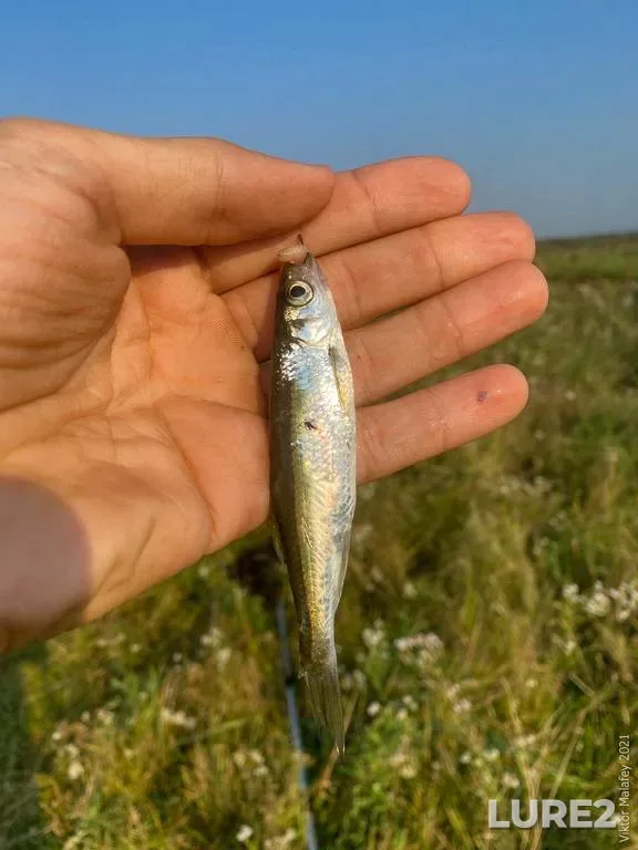 Окунь, Щука