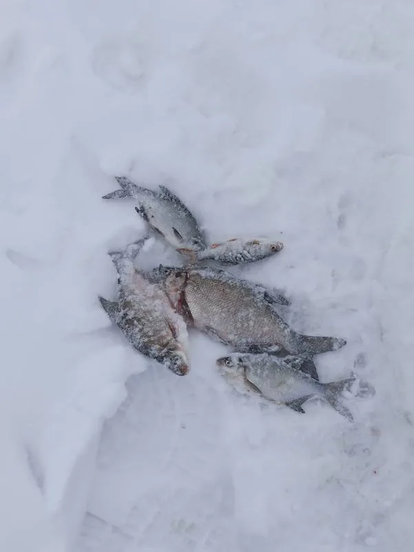 Лещ, Окунь