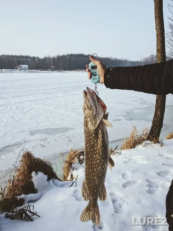 Щука — Тернопільська область, 24 янв. 2017 г., 09:00