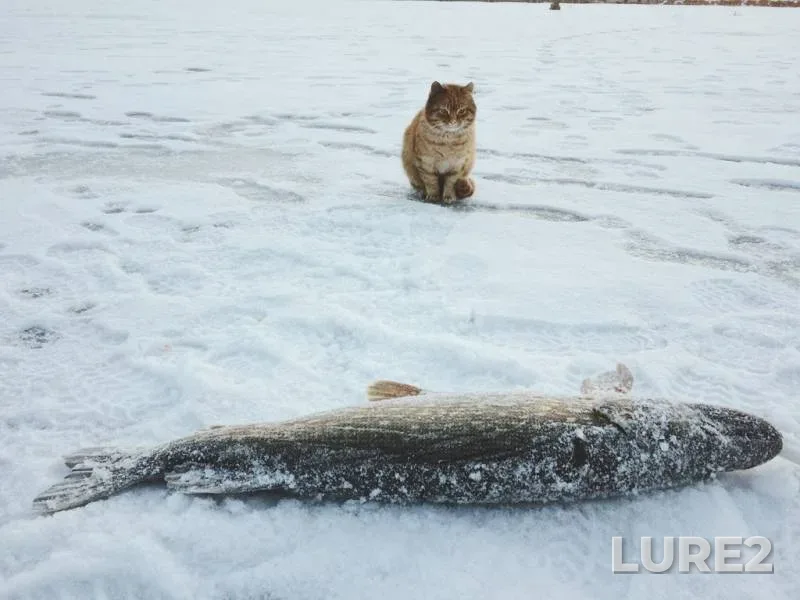 Окунь
