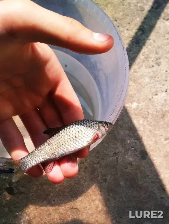 Лещ, Плотва — Мухавец, 18 апр. 2024 г.
