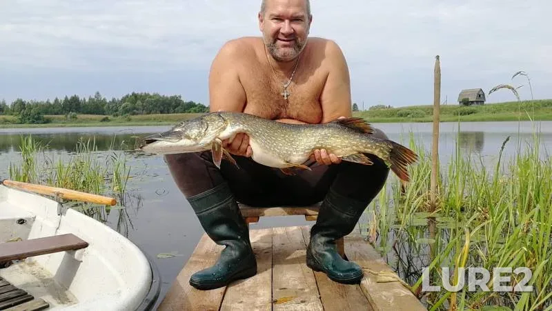 Щука