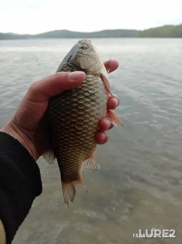 Карась