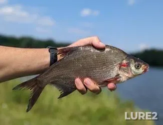Лещ
