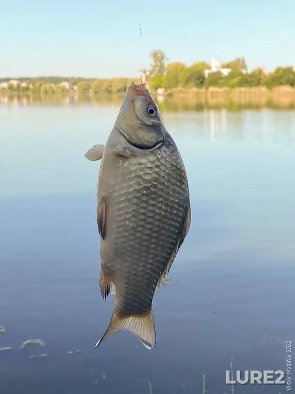 Карась