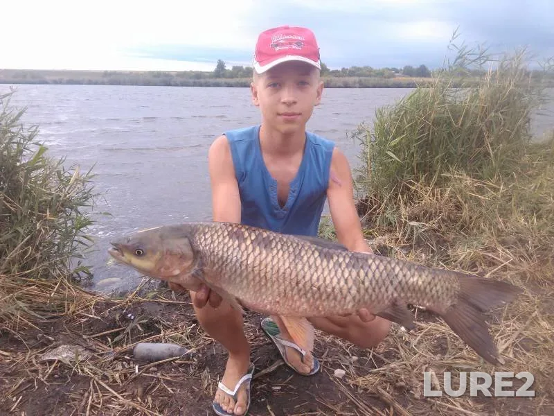 Белый амур