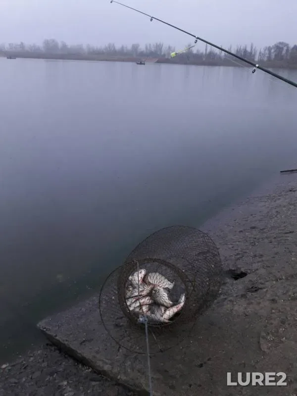 Карась