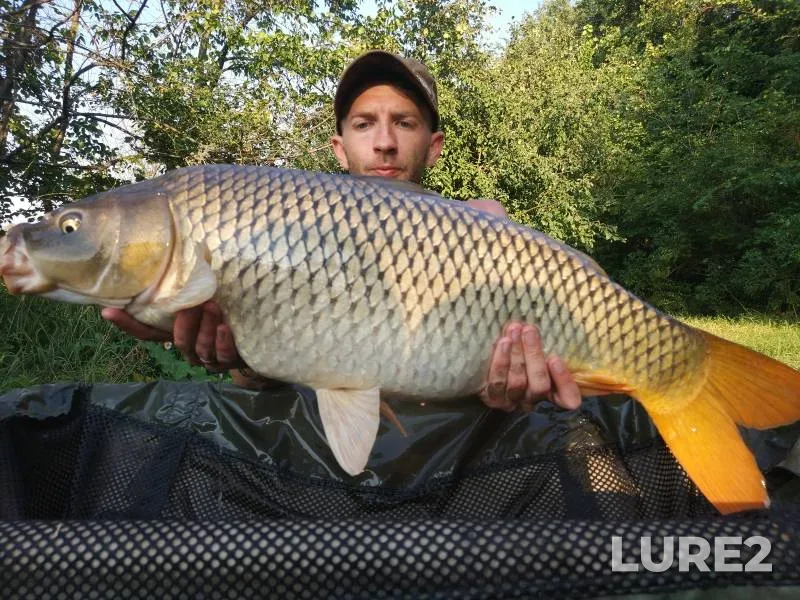 Лещ, Голавль