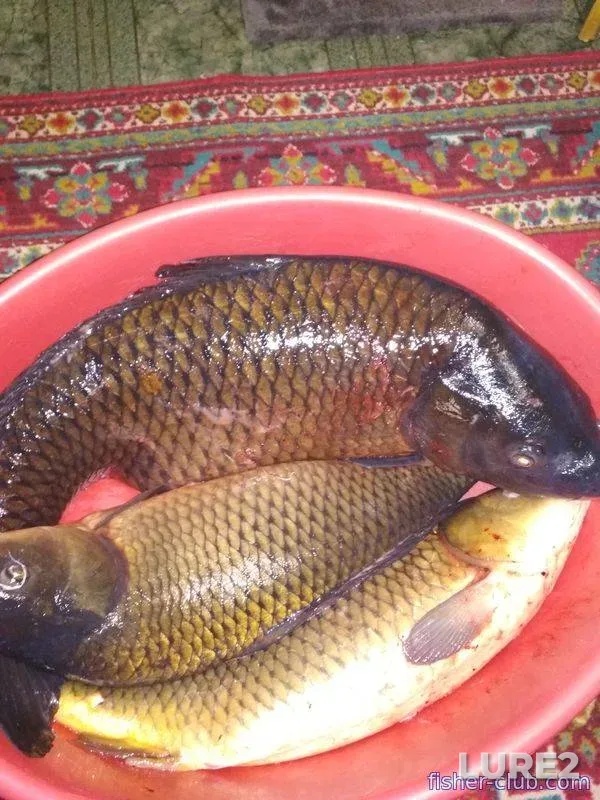 Карп
