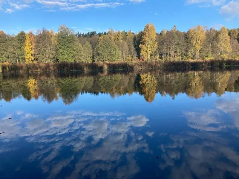 Лещ, Карп