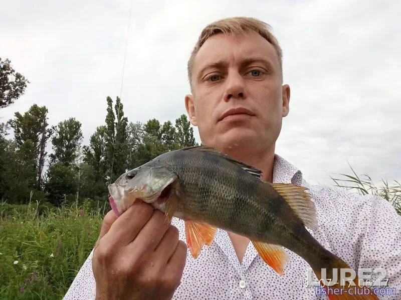 Щука, Судак