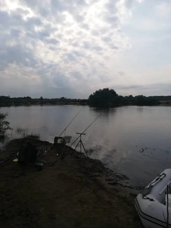 Лещ, Густера
