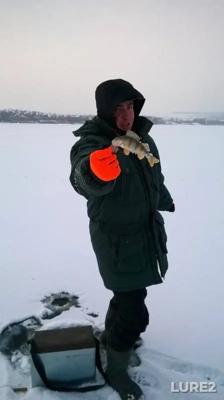 Карп, Карась