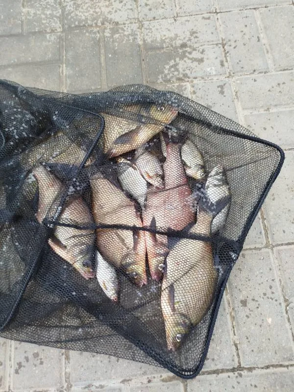 Лещ, Густера