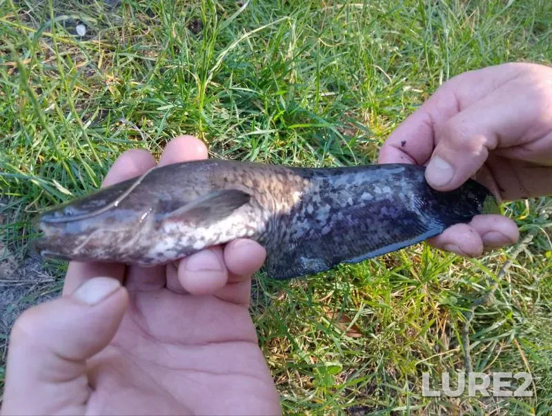 Сом