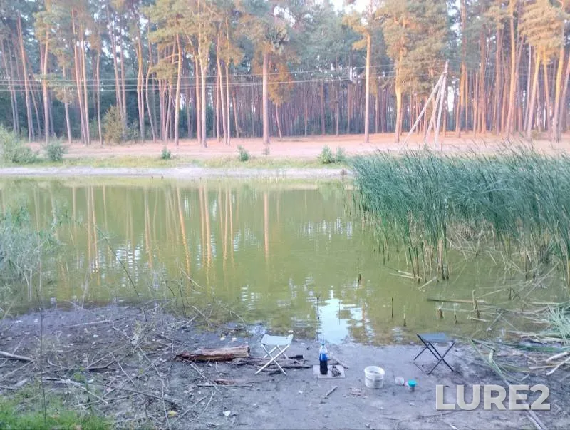 Окунь, Щука