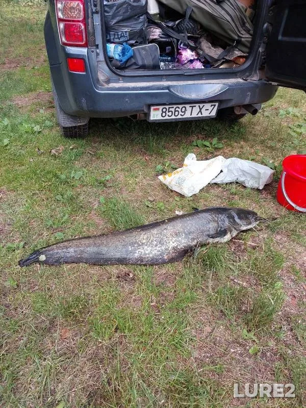 Сом