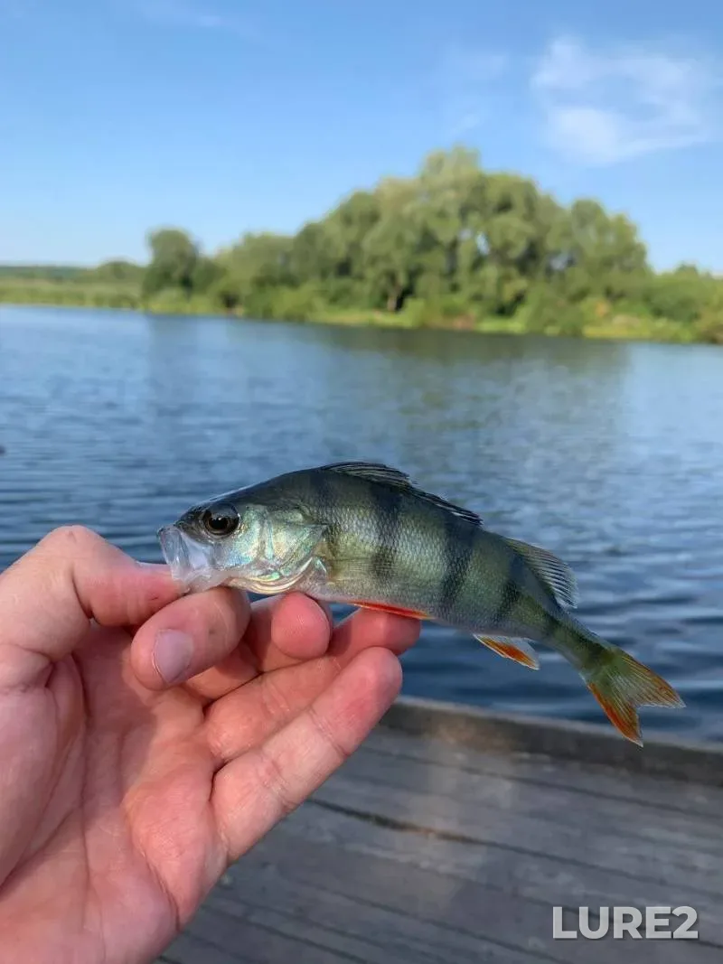 Окунь