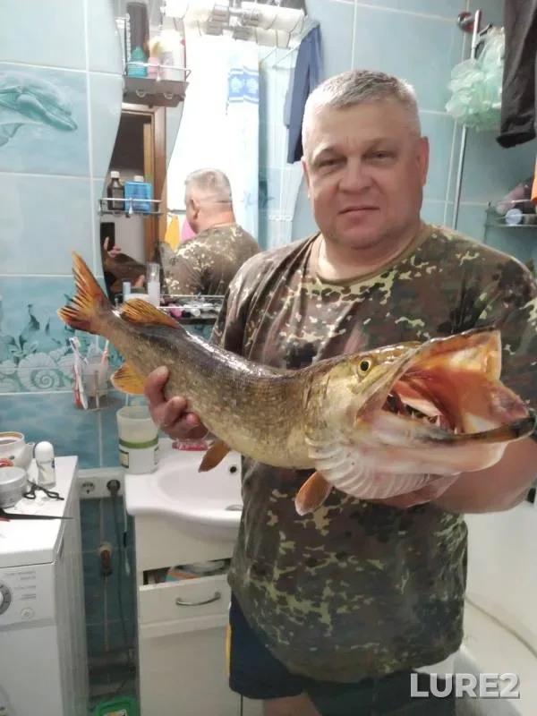 Карась