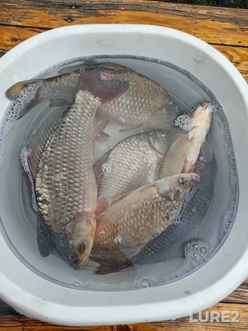 Карась