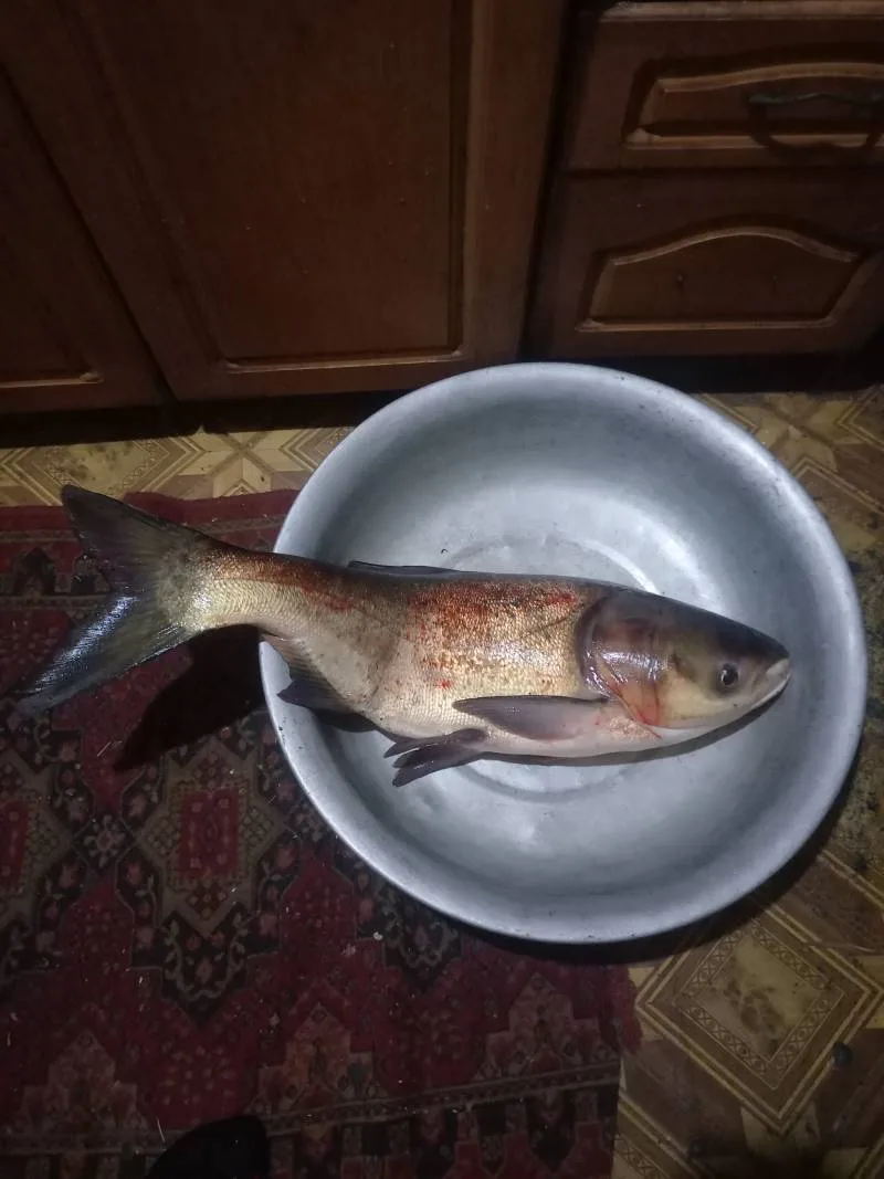 Щука