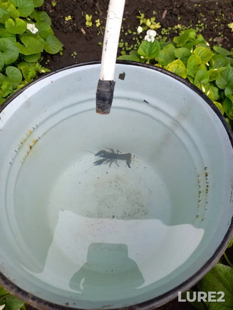 Щука