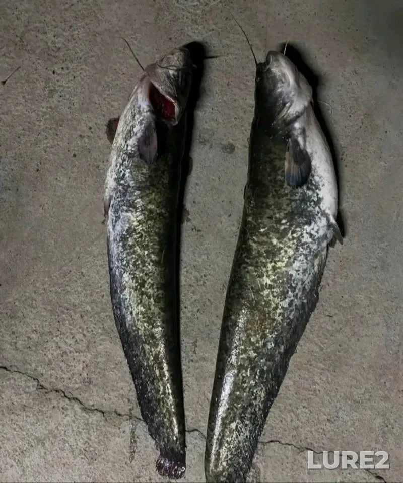 Сом