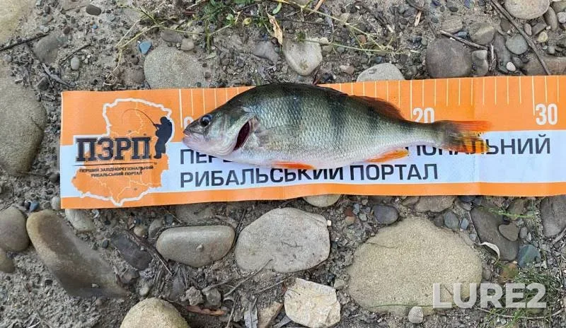 Окунь