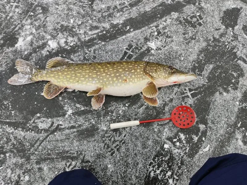 Щука