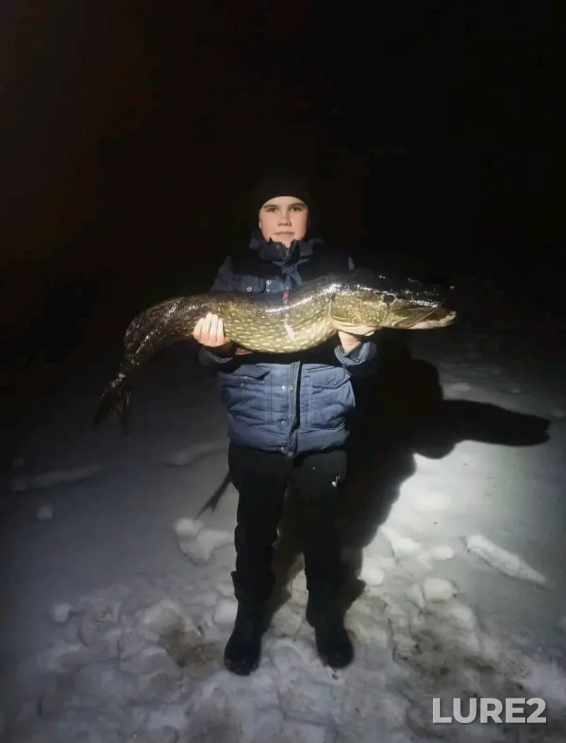 Щука