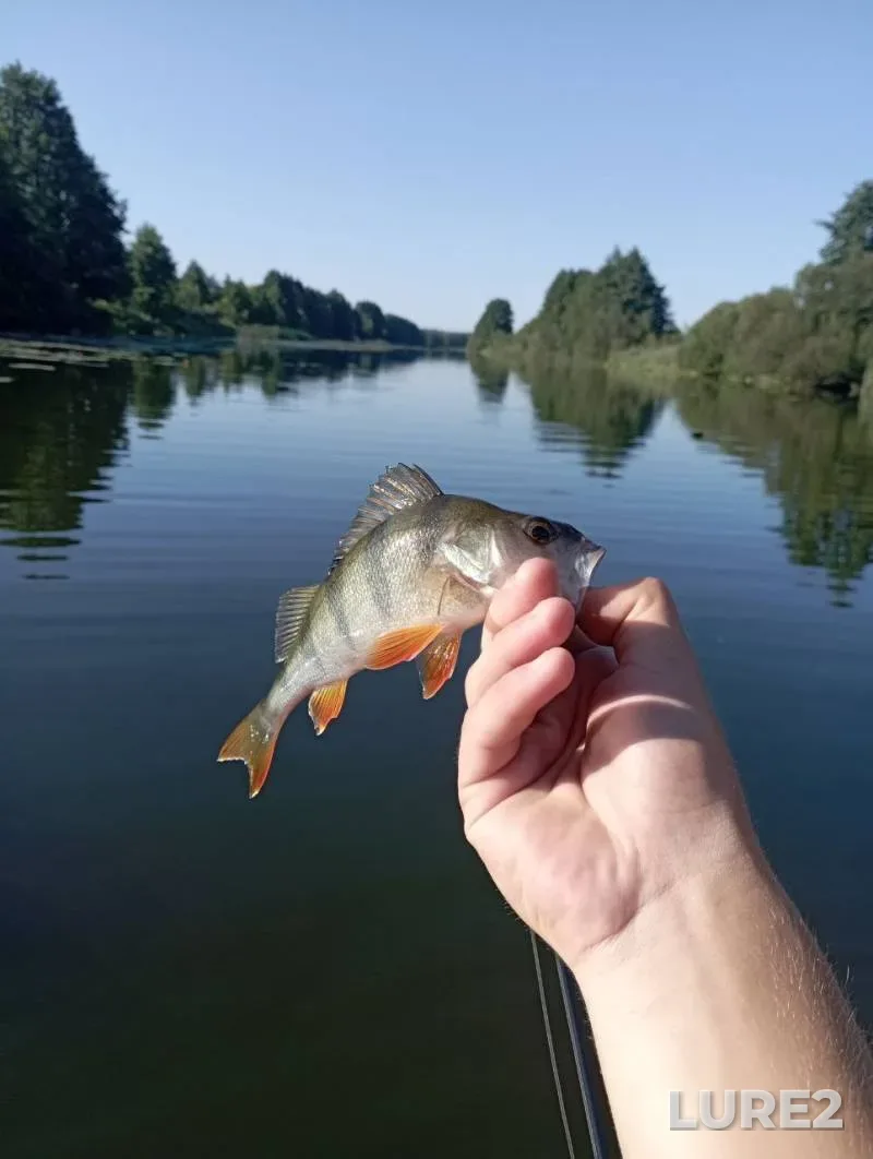Окунь