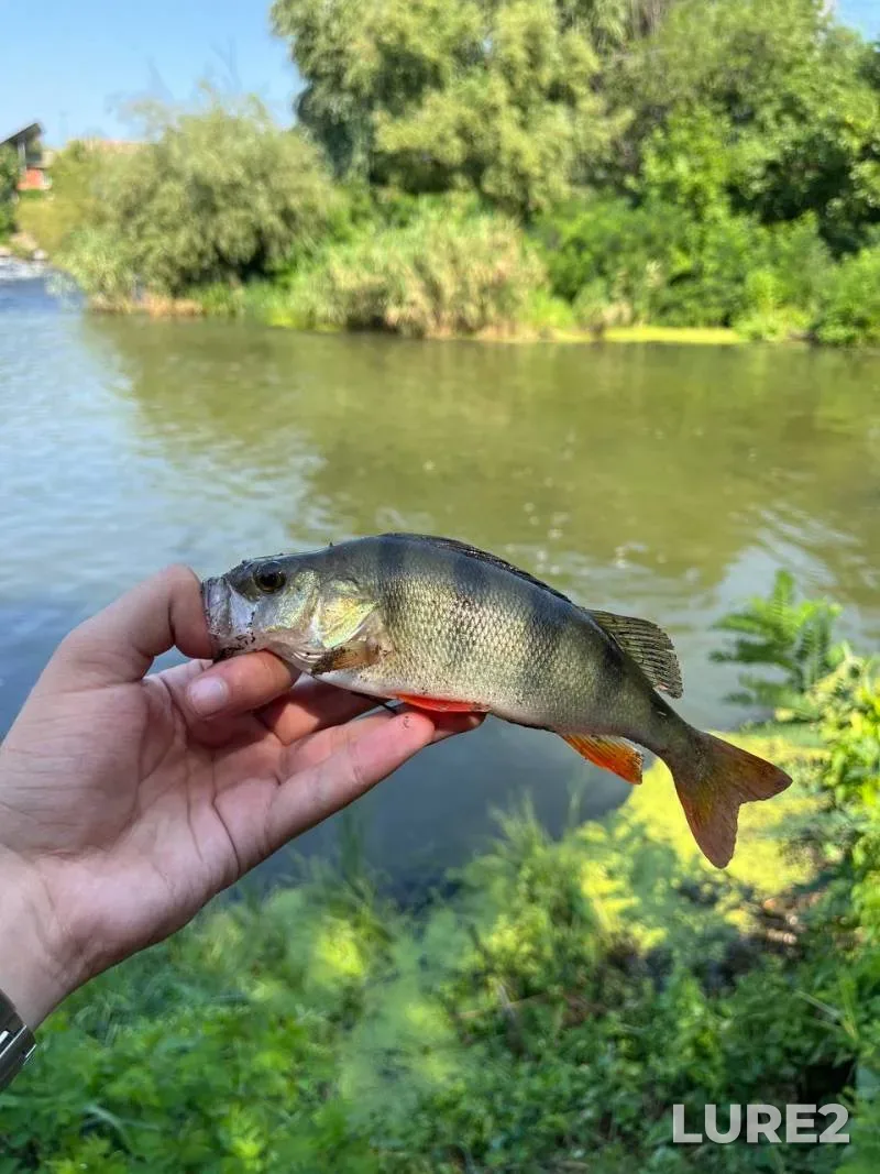 Карась