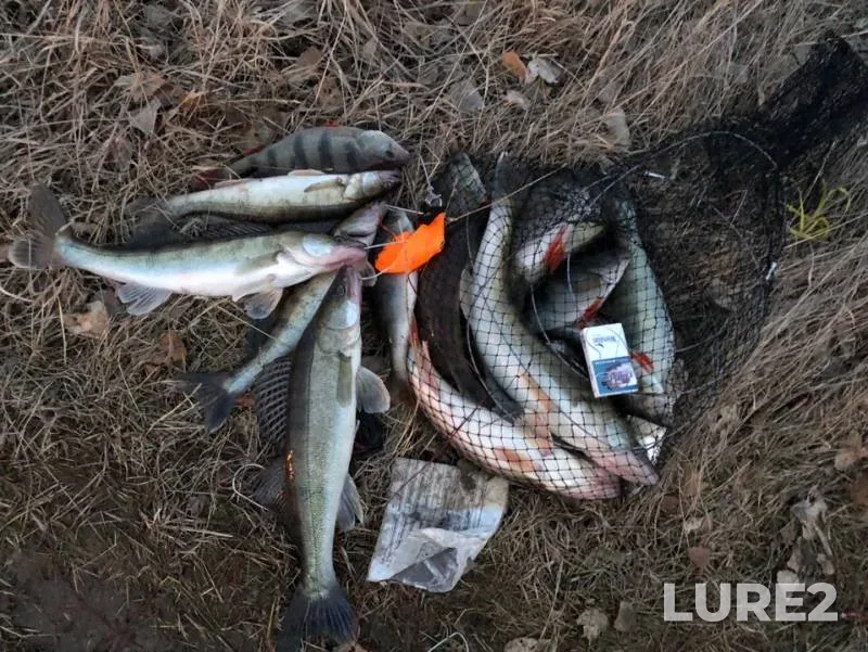 Окунь, Судак