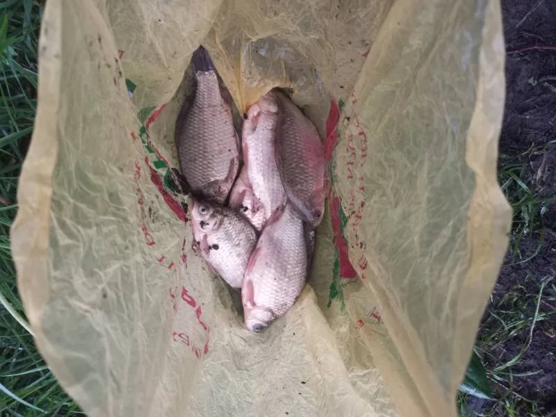 Карась