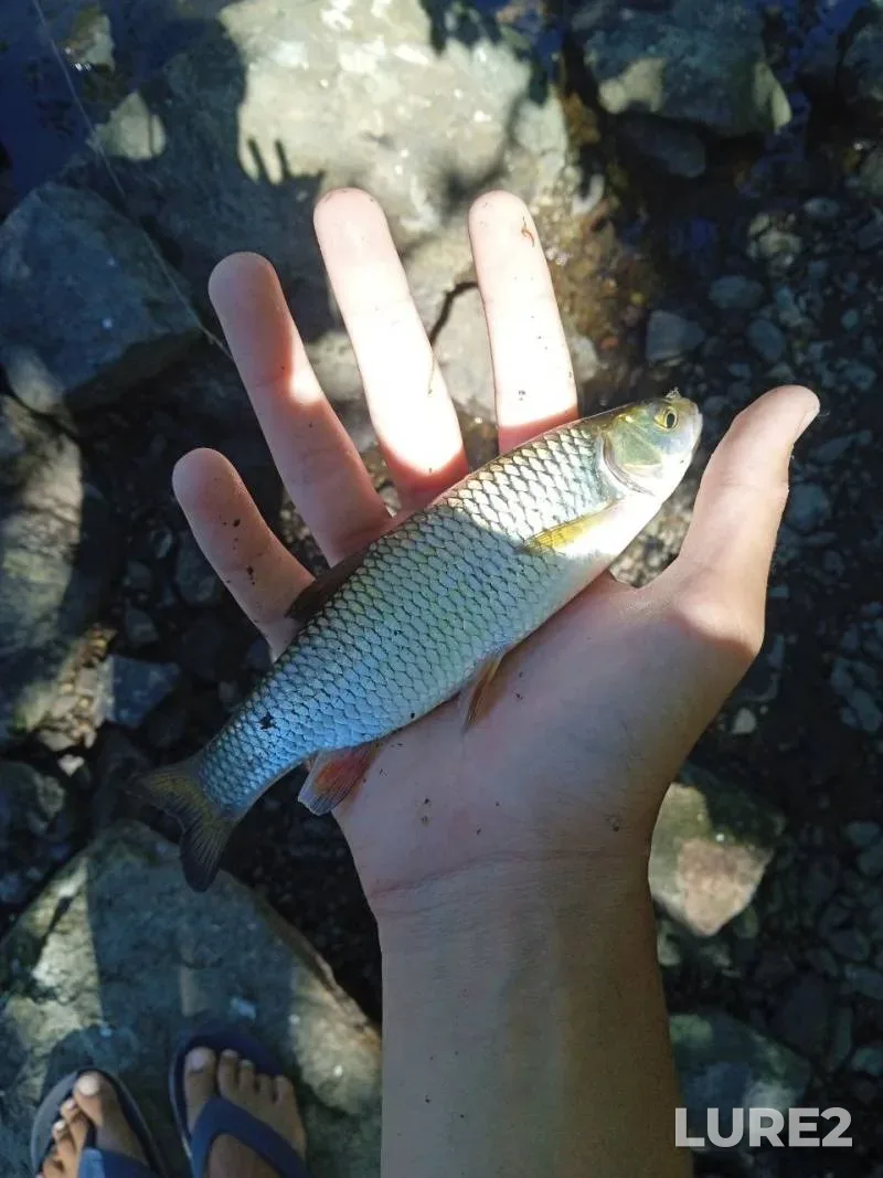 Голавль