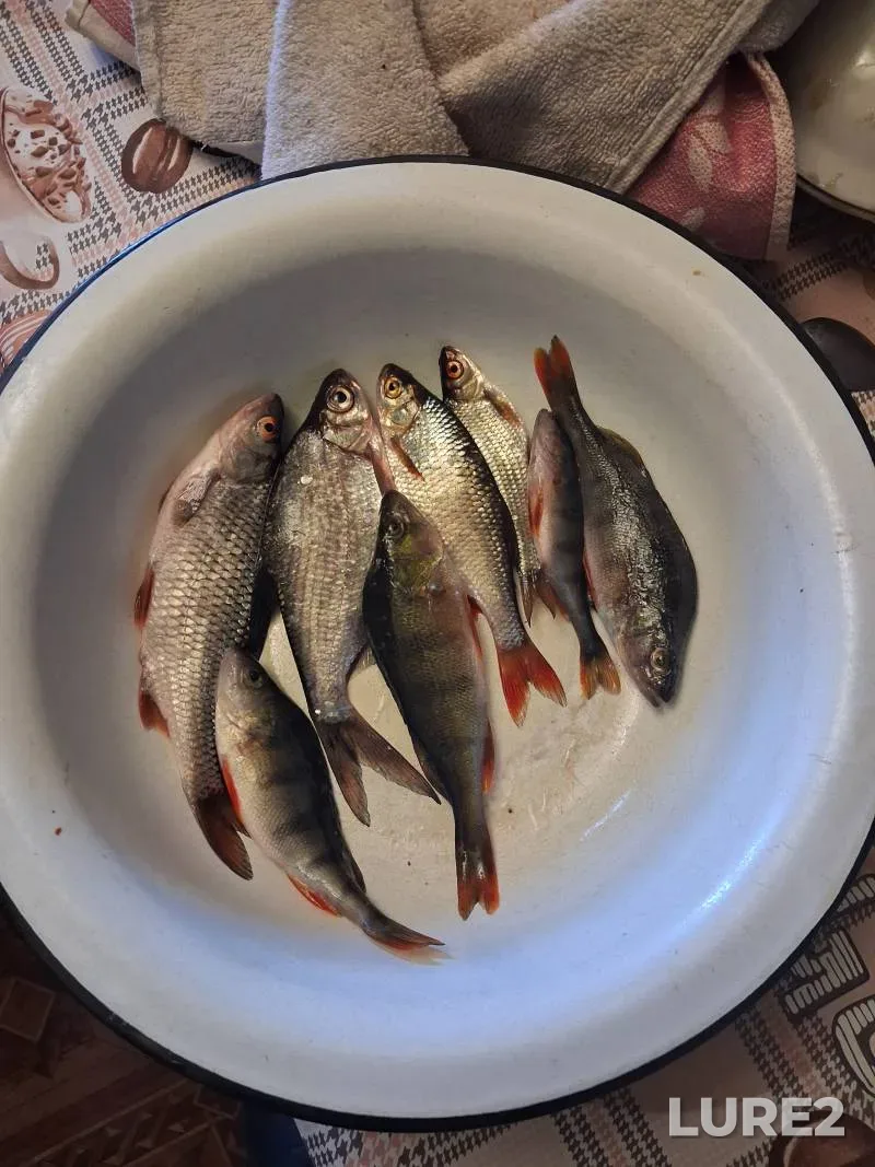Голавль