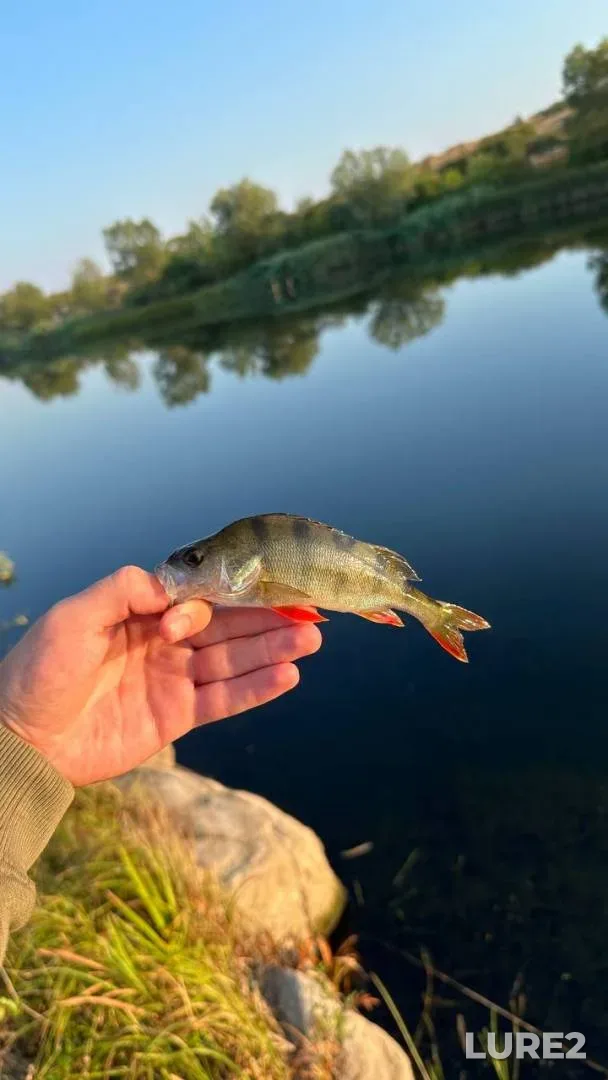 Окунь, Щука