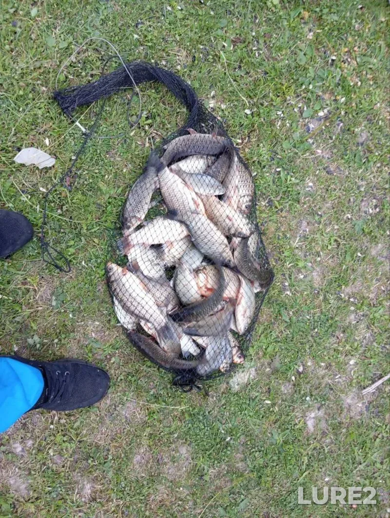 Карась