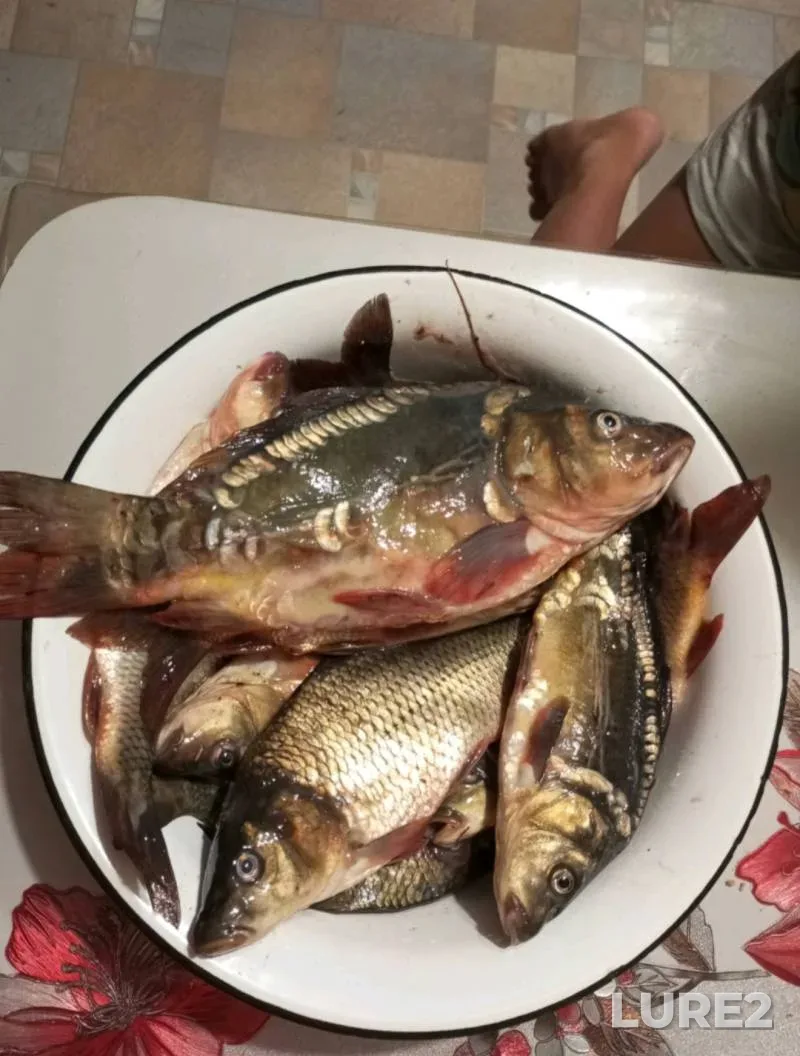 Карп