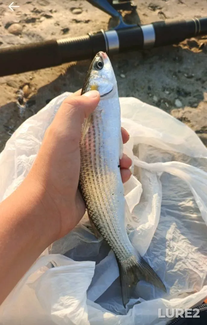 Лещ, Голавль